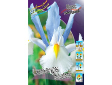 Iris hollandica Silvery Beauty 72,9�. �� 10��.jpg