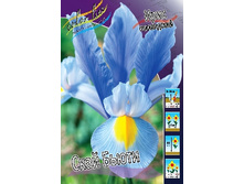 Iris hollandica Sky Beauty 72,9�. �� 10��.jpg