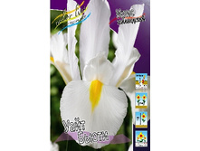 Iris hollandica White Beauty 72,9�. �� 10��.jpg