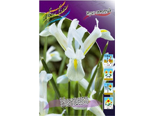 Iris reticulata Natascha 134,2�. �� 10��.jpg