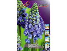 Muscari Artist 56,6�. �� 10��.jpg