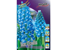 Muscari Big Smile 56,6�. �� 10��.jpg