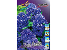 Muscari Blue Spike 52,5�. �� 10��.jpg