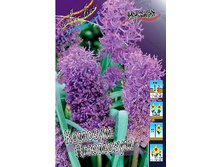 Muscari comosum Plumosum 77�. �� 10��.jpg