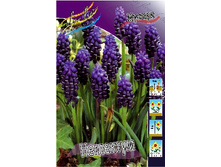 Muscari neglectum 62,7�. �� 10��.jpg
