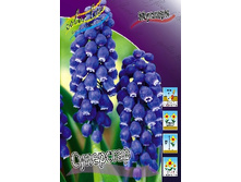 Muscari Superstar 617�. �� 10��.jpg