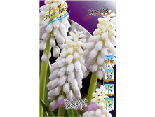 Muscari Venus 88,2�. �� 10��.jpg