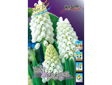 Muscari White Magic 91,3�. �� 10��.jpg