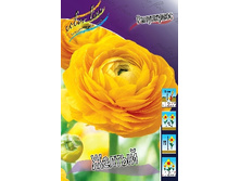 Ranunculus Yellow 52,5�. �� 10��.jpg