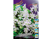 Scilla Mischtschenkoana 97,4�. �� 10��.jpg