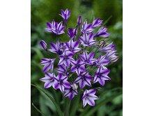 Triteleia Rudy 106,1�. �� 15��.jpg
