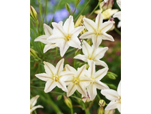 Triteleia Silver Queen 106,1�. �� 15��.jpg