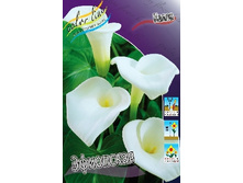 Zantedeschia Aethiopica 108,7�. �� 2��.jpg