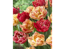 Tulipa 17th Century 251,7�. �� 10��.jpg
