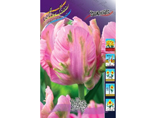 Tulipa Air 159,8�. �� 10��.jpg