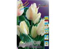 Tulipa Albion Star 88,2�. �� 10��.jpg