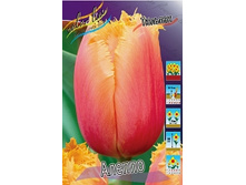 Tulipa Aleppo 118,9�. �� 10��..jpg
