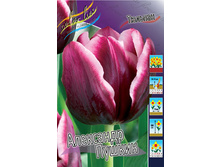 Tulipa Alexander Pushkin 113,8�. �� 10��.jpg