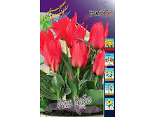 Tulipa Ali Baba 78�. �� 10��.jpg