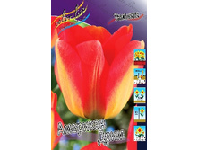 Tulipa American Dream 88,2�. �� 10��.jpg