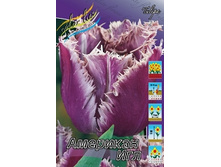 Tulipa American Eagle 134,2�. �� 10��.jpg