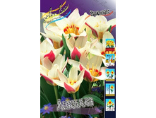 Tulipa Ancilla 83,1�. �� 10��.jpg