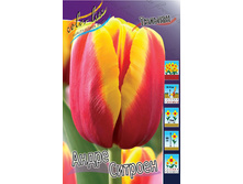 Tulipa Andre Citroen 98,5�. �� 10��.jpg