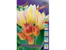 Tulipa Antoinette 108,7�. �� 10��.jpg