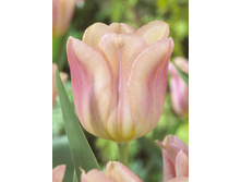 Tulipa Apricot Amor 113,8�. �� 10��.jpg