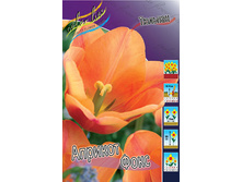 Tulipa Apricot Foxx 88,2�. �� 10��.jpg