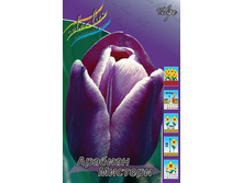 Tulipa Arabian Mystery 103,6�. �� 10��.jpg
