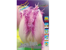 Tulipa Aria Card 170�. �� 10��.jpg