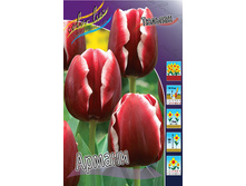 Tulipa Armani 98,5�. �� 10��.jpg
