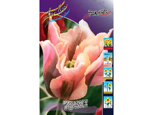 Tulipa Artist 98,5�. �� 10��.jpg