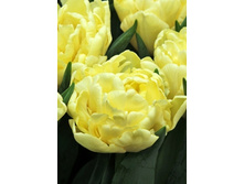 Tulipa Avant Garde 190,4�. �� 10��.jpg
