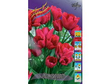 Tulipa Avenue 98,5�. �� 10��.jpg