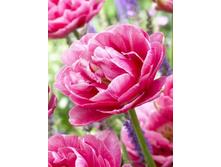 Tulipa Aveyron 108,7�. �� 10��.jpg