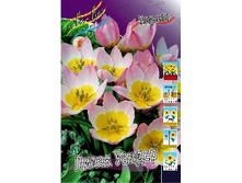 Tulipa bakeri Lilac Wonder 62,7�. �� 10��.jpg