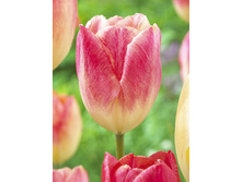 Tulipa Balance of Colors 113,8�. �� 10��.jpg