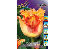 Tulipa Ballroom 256,8�. �� 10��.jpg