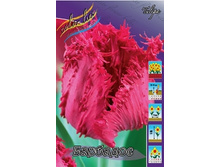 Tulipa Barbados 154,7�. �� 10��.jpg