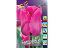 Tulipa Barcelona 103,6�. �� 10��.jpg