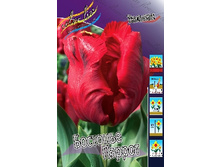 Tulipa Bastogne Parrot 118,9�. �� 10��.jpg