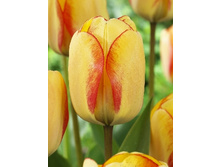 Tulipa Beauty of Spring  113,8�. �� 10��.jpg