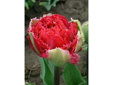 Tulipa Belfort 267�. �� 10��.jpg