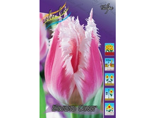 Tulipa Bell Song 98,5�. �� 10��.jpg