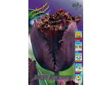 Tulipa Black Jewel 190,4�. �� 10��.jpg