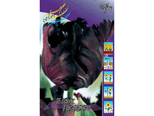 Tulipa Black Parrot 129,1�. �� 10��.jpg