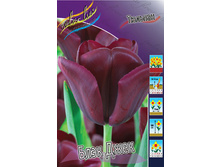 Tulipa Blackjack 108,7�. �� 10��.jpg