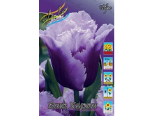 Tulipa Blue Heron 118,9�. �� 10��.jpg